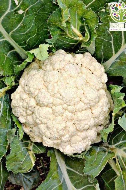 Coliflor