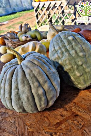 Cucúrbita máxima del Ferró