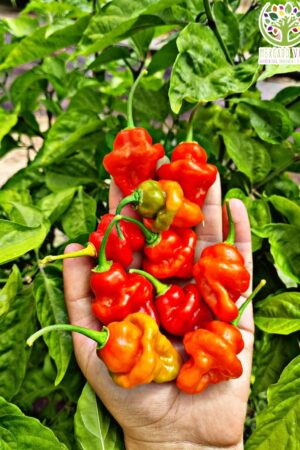 Ají Trinidad Perfume FP