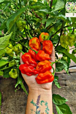 Ají Fantasma/Ghost Buth Jolokia FP