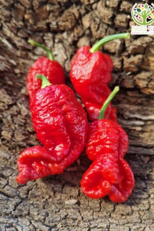 Ají Carolina Reaper