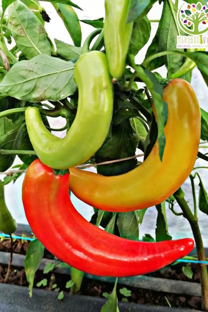 Pimiento Cuerno de Toro rojo