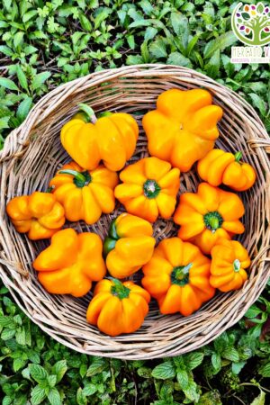 Pimiento Papaccella Giallo