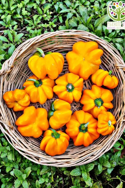 Pimiento Papaccella Giallo