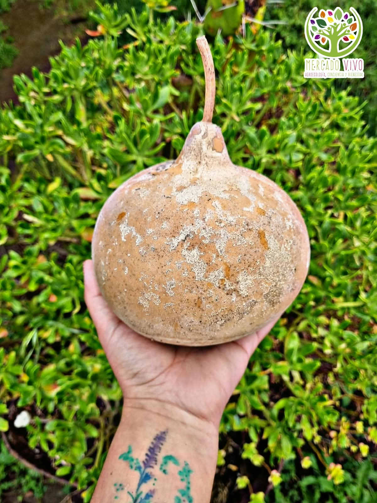 Calabaza Mate - Imagen 6