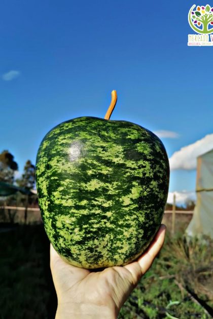 Calabaza Manzana