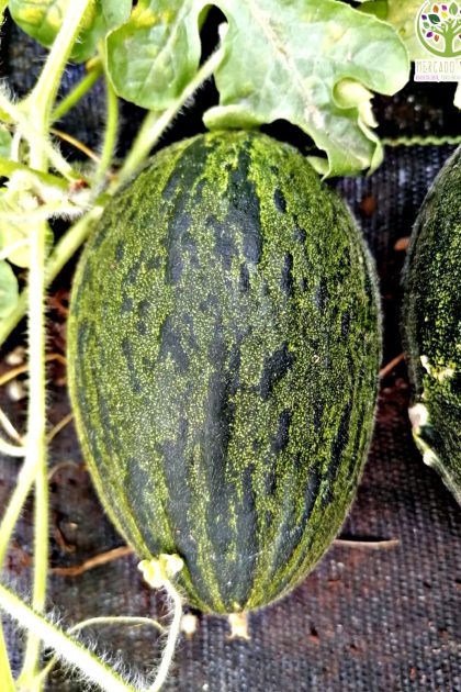 Melón Piel de Sapo