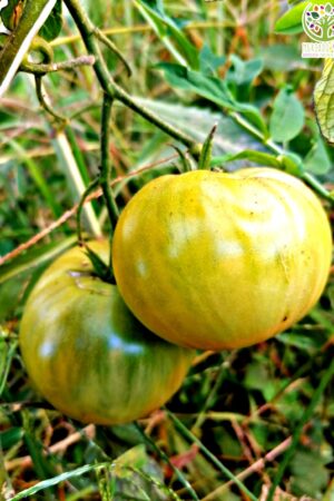 Tomate Green Giant