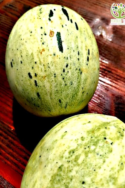 Melón Leopardo de las Nieves