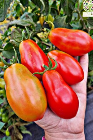 Tomate San Marzano o Bola de Toro
