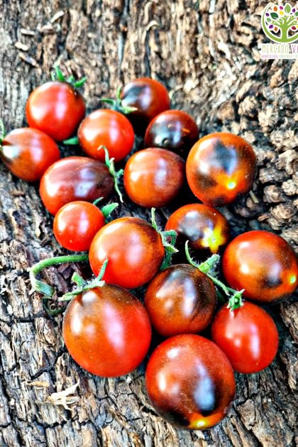 Tomate Blue Sky