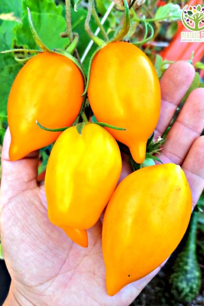 Tomate Buratino