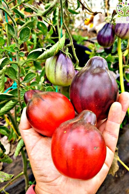 Tomate Pera Azul