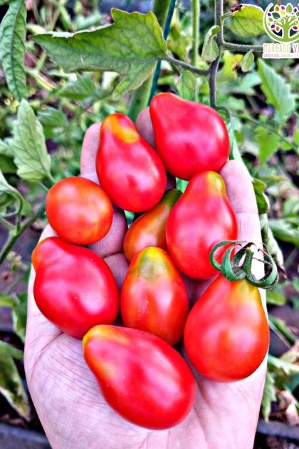 Tomate Cherry Perita Rojo