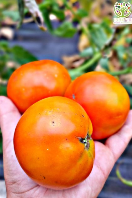 Tomate Carmelo