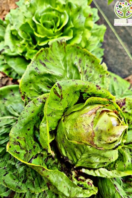 Radicchio CastelFranco "Achicoria variegada"