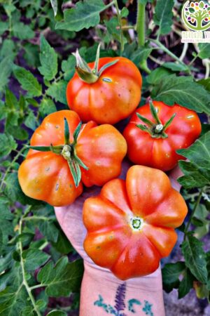 Tomate Rosso Siciliano