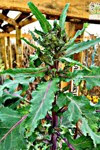 Kale Scarlet