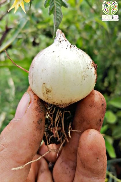 Cebolla Barletta