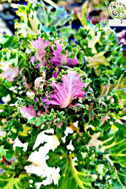 Kale Siberian