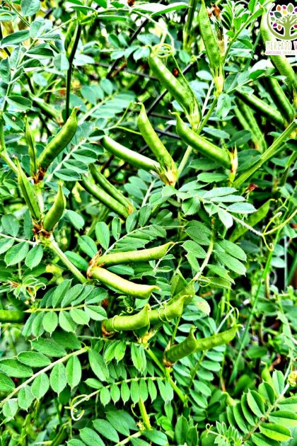 Vicia Sativa FP