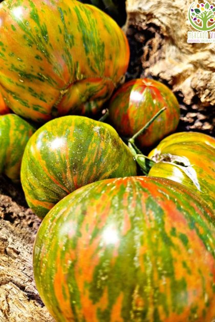 Tomate Doble Luz
