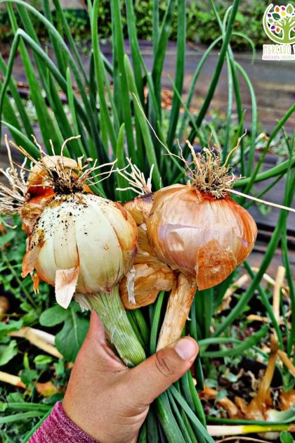 Cebolla