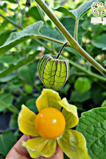 Golden Berry (Physalis)