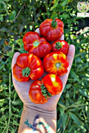 Tomate Cherry Fruncido rojo