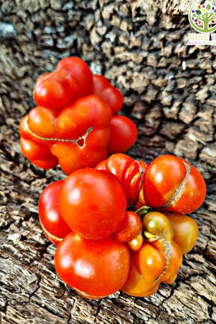 Tomate de Viaje