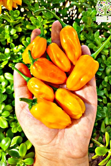 Ají Habanero