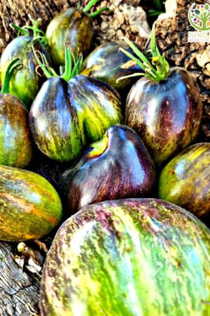 Tomate Rebel Starfighter Green