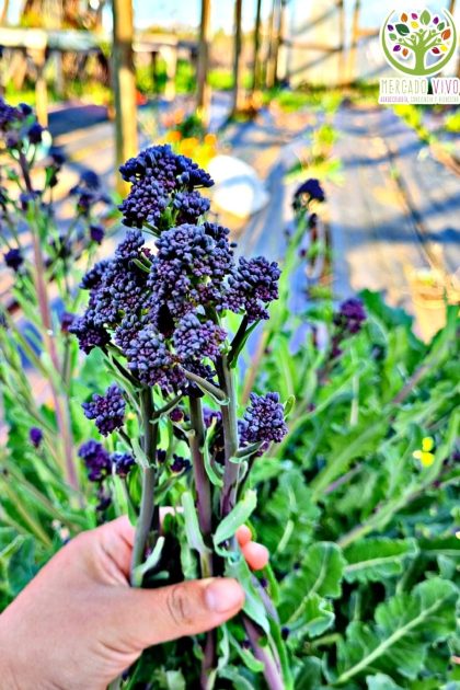 Purple Sprouting Broccoli