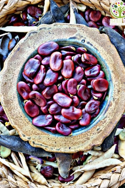 Haba Roja "Broad Beans Red"