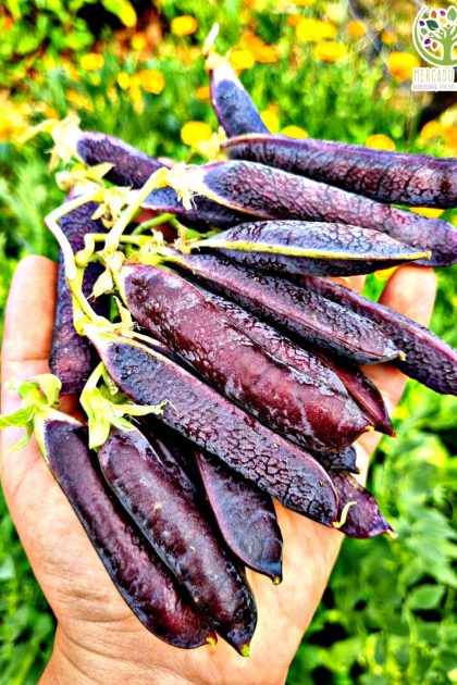 Arveja Sinhila vaina morada
