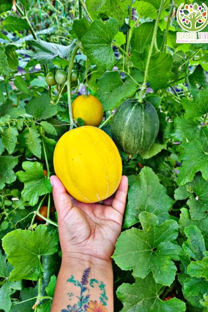 Melón Mango FP