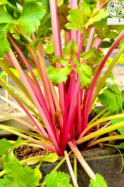 Apio tallo rosado