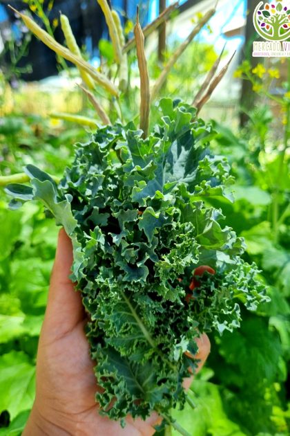 Kale Casper
