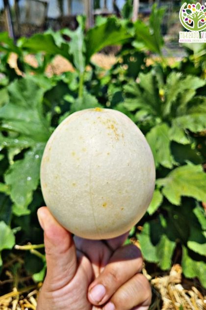 Pepino Huevo de Dragón