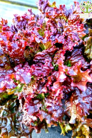 Lechuga Tango roja
