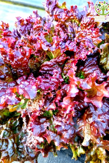 Lechuga Tango roja