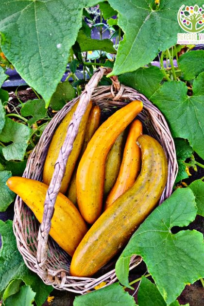 Pepino Ruso marrón