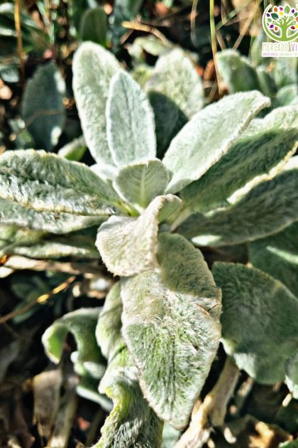 Semillas de Hierba del Paño de jardín