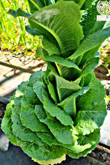 Lechuga Plato