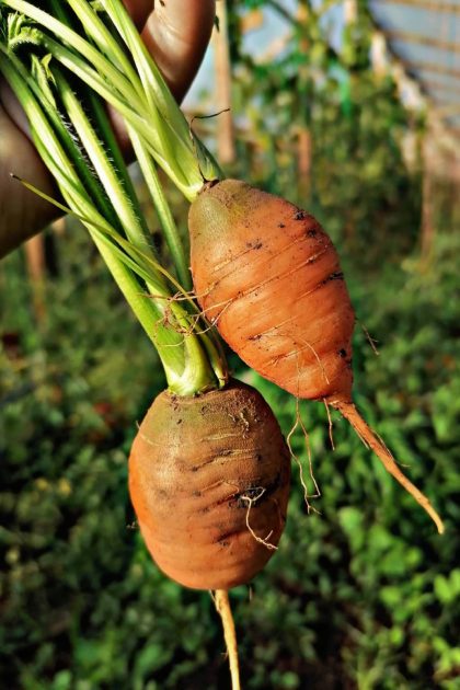 Zanahorias