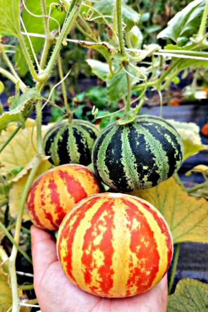 Melones