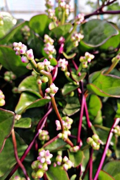Espinacas