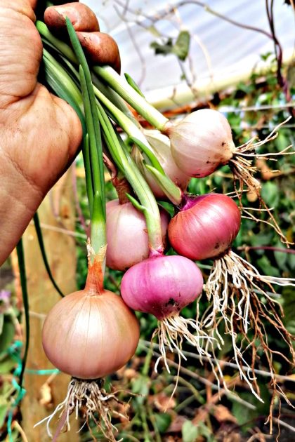 Cebollas, Cebollín, Puerros y Ciboulette