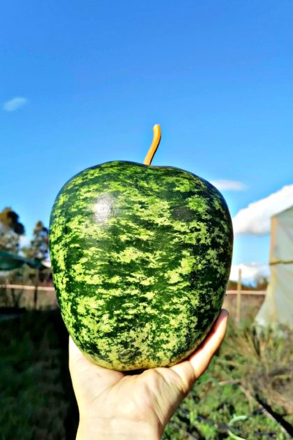 Calabazas