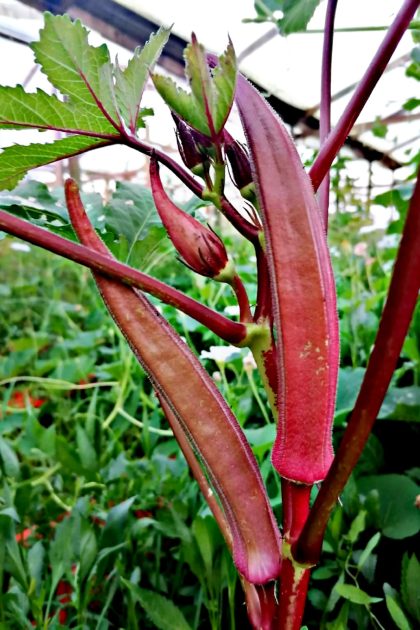 Okras